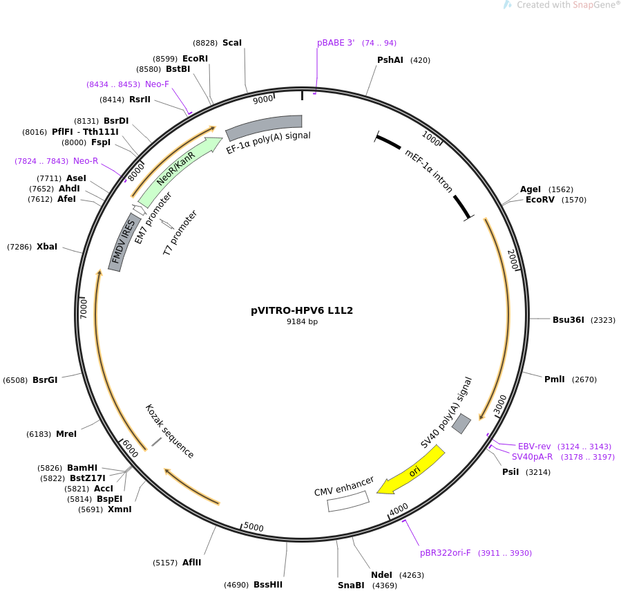 pVITRO-HPV6 L1L2质粒图谱